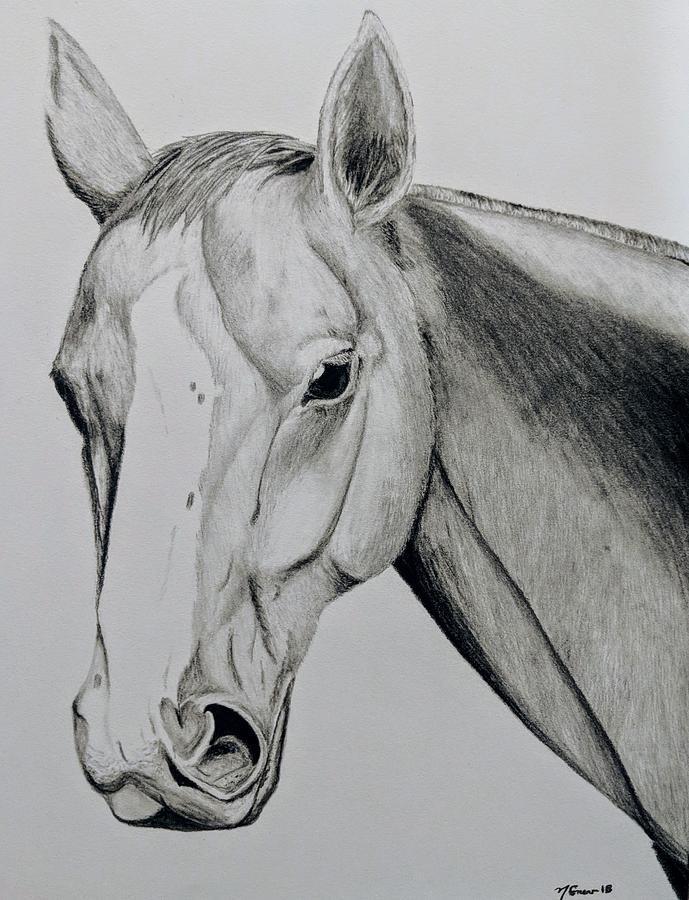 Gelding Drawing by Nicole Grev - Fine Art America