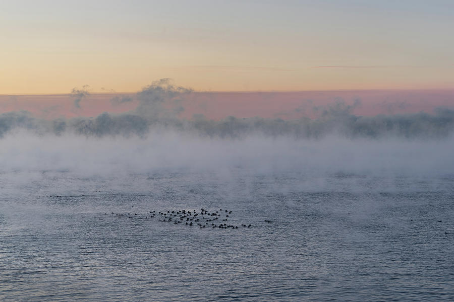 Gelid Paddle - a Flock of Ducks on Extremely Cold Lake Ontario Photograph by Georgia Mizuleva