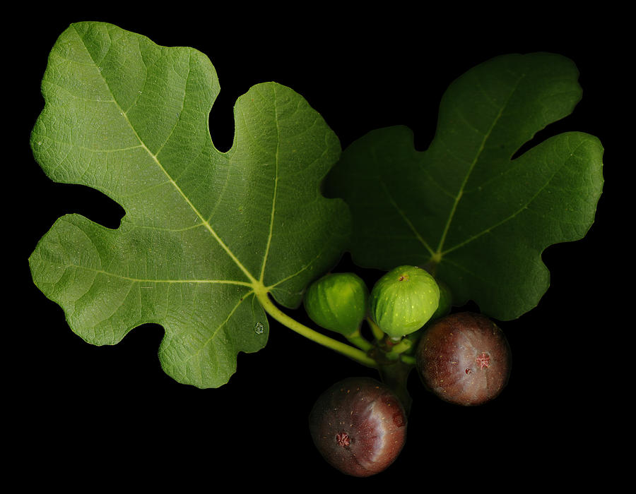 Gelinis Fig Tree Photograph by Deborah J Humphries