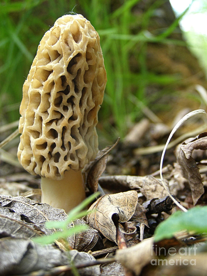 Gem of the Forest - Morel Mushroom Photograph by Angie Rea