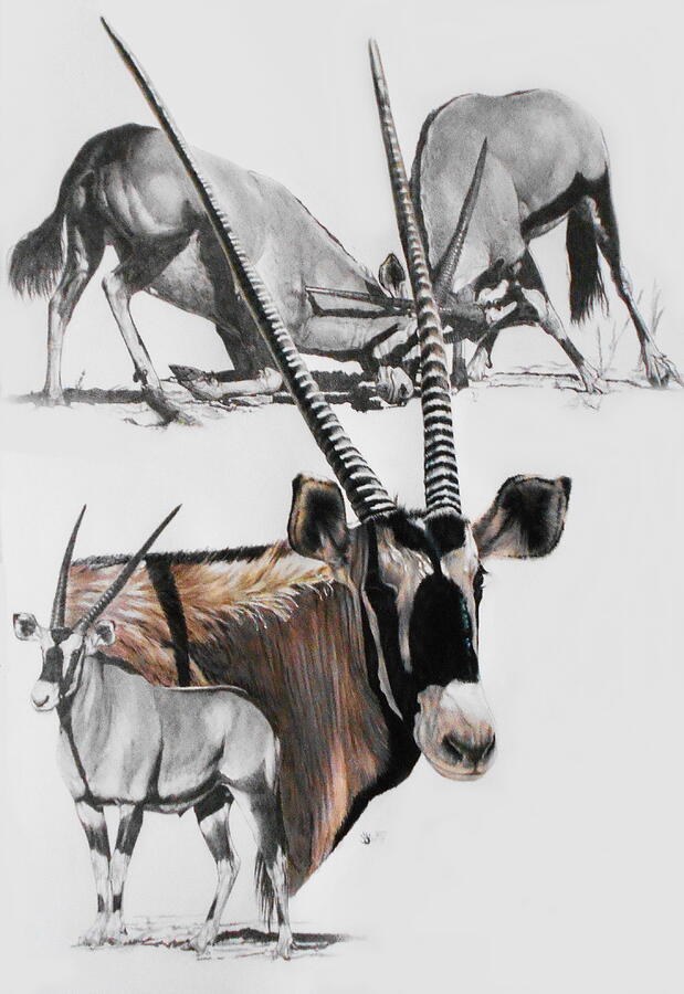 Gemsbok aka South African Oryx Mixed Media by Barbara Keith