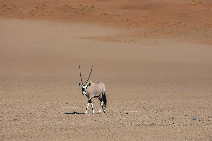 Gemsbok - Namibia Photograph by Joana Kruse