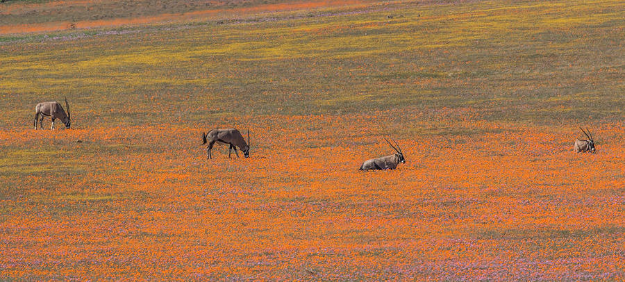 Gemsboks in the blooming desert Photograph by Claudio Maioli