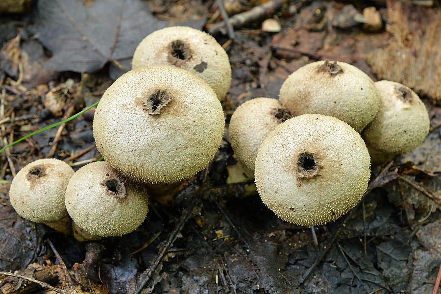 Gem-studded Puffball Mushroom Photograph by Alan Lenk