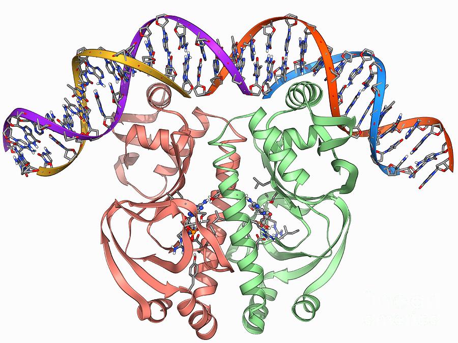 Molecular Model Photograph - Gene Activator Protein by Laguna Design