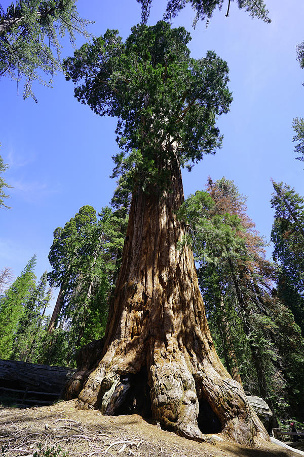 General Grant Giant Sequoia Photograph By Dale Matson Pixels 