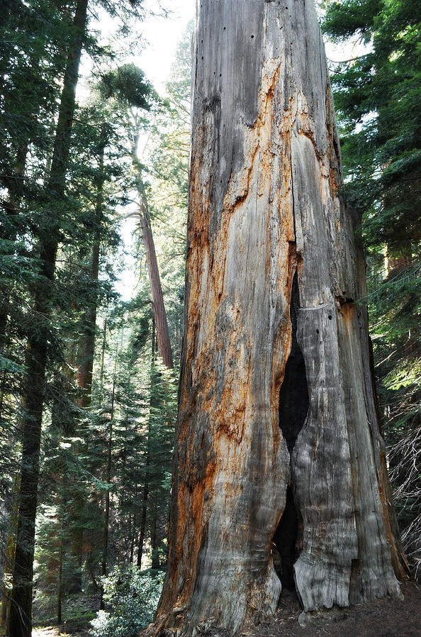 General Grant Grove Sequoia Photograph by Kyle Hanson