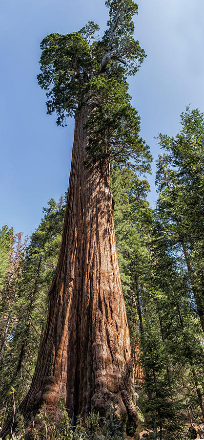 General Grant Sequoia Photograph by Belinda Greb