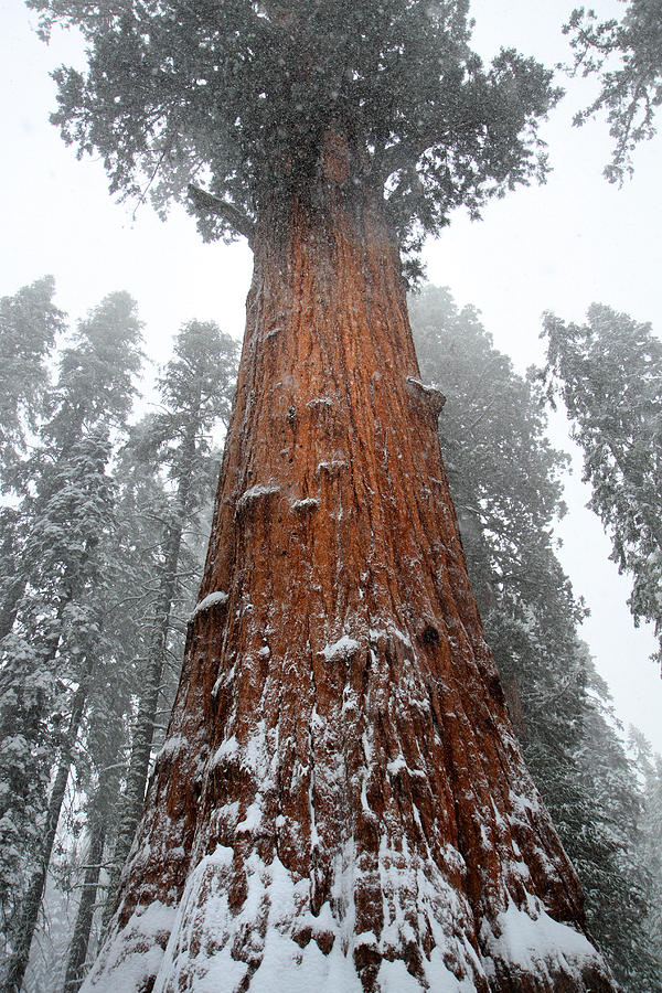 General Sherman is the biggest tree in the world Photograph by Pierre Leclerc Photography
