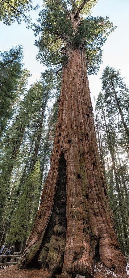 General Sherman Sequoia Photograph by Belinda Greb