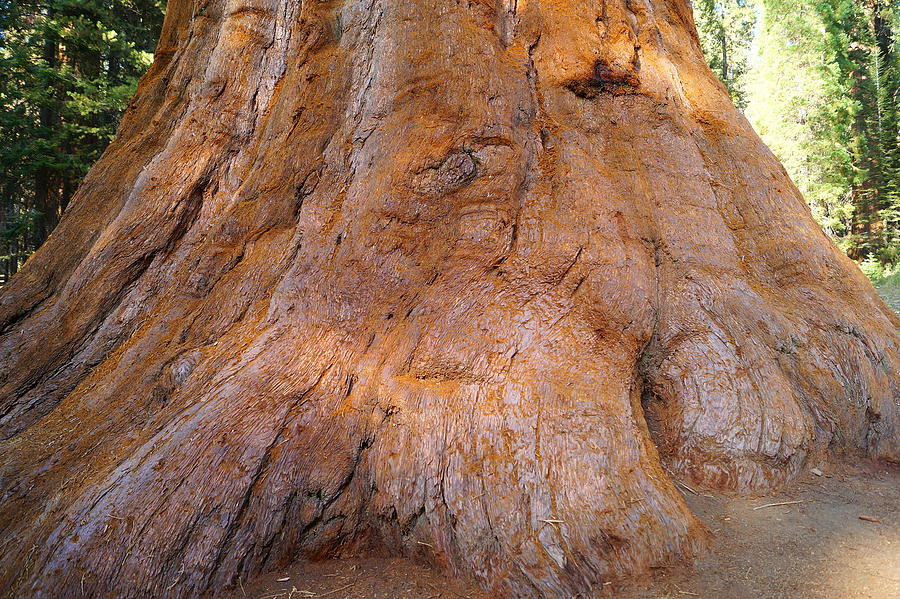 General Sherman Tree Base Photograph by Beth Collins