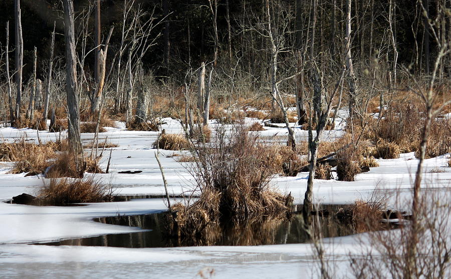 Winter Photograph - Genesee Swamp by Annie Babineau