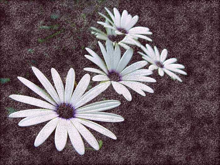 Contemporary Photograph - Genesis by William Seguin Contemporary Photograph - Genesis by William Seguin