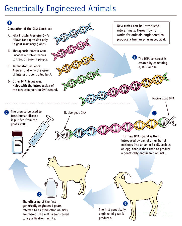 Genetic Engineering, Animals Photograph by Science Source