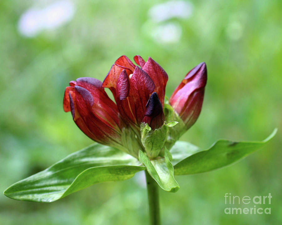 Gentian Beauty Photograph by Smilin Eyes Treasures
