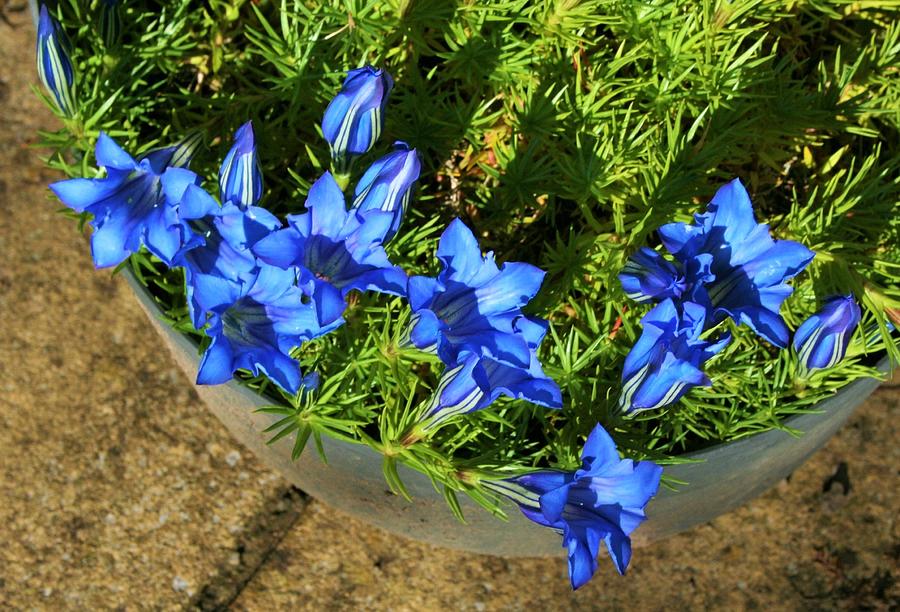 Gentian Blue Photograph by Nigel Radcliffe