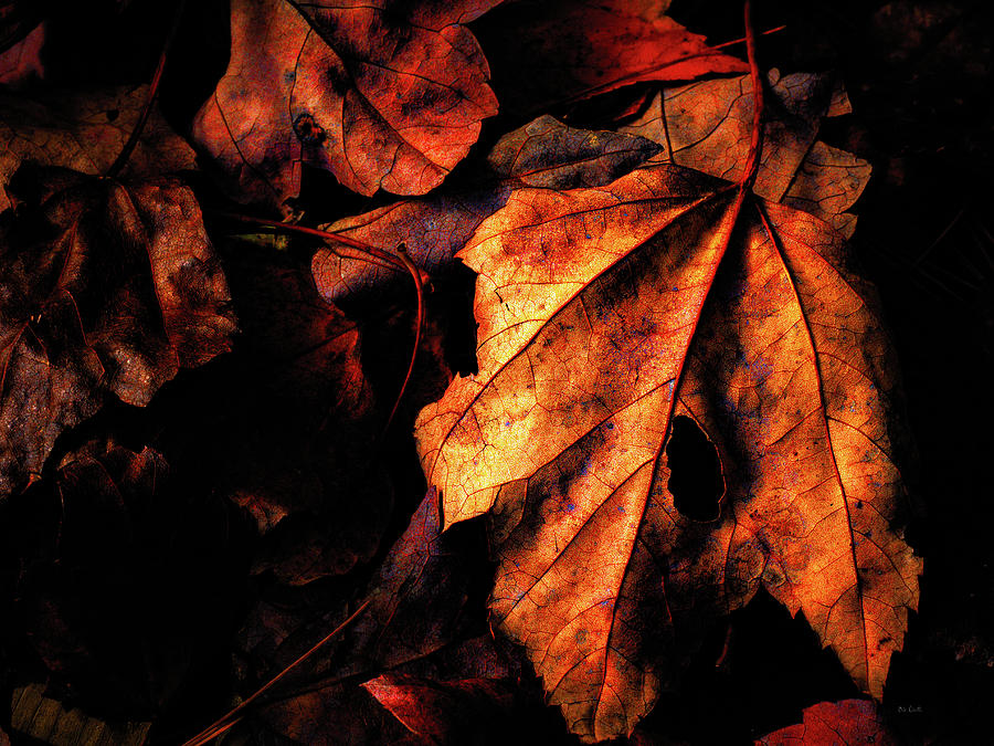 Gentle Autumn Photograph by Bob Orsillo