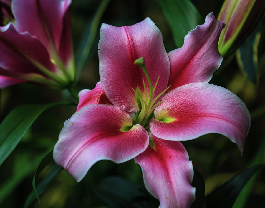 Gentle Bloom Photograph by Robert Pilkington