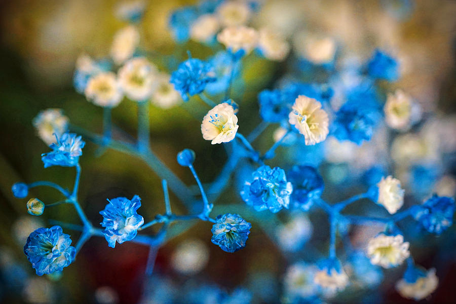 Gentle Blue and yellow flowers Photograph by Lilia S