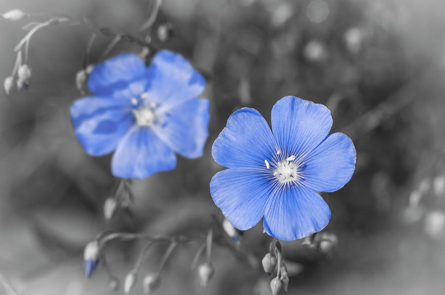 Flower Photograph - Gentle Blue Flower by Konstantin Sevostyanov