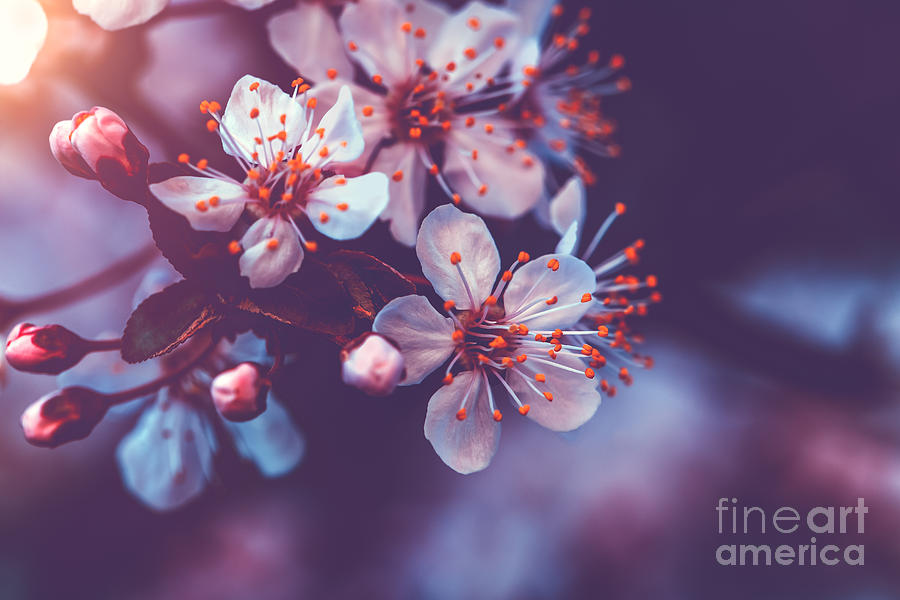 Gentle cherry blossom Photograph by Anna Om