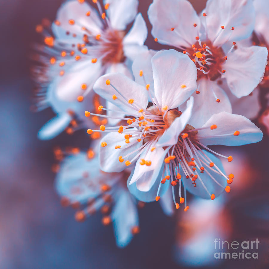 Gentle cherry tree blossoming Photograph by Anna Om