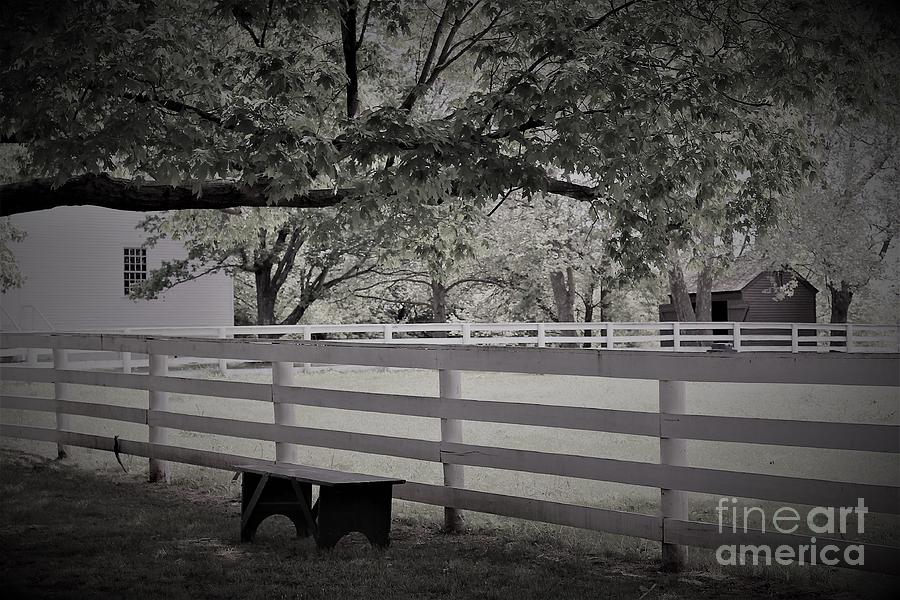 Gentle Country Day Black and White Photograph by Carol Riddle