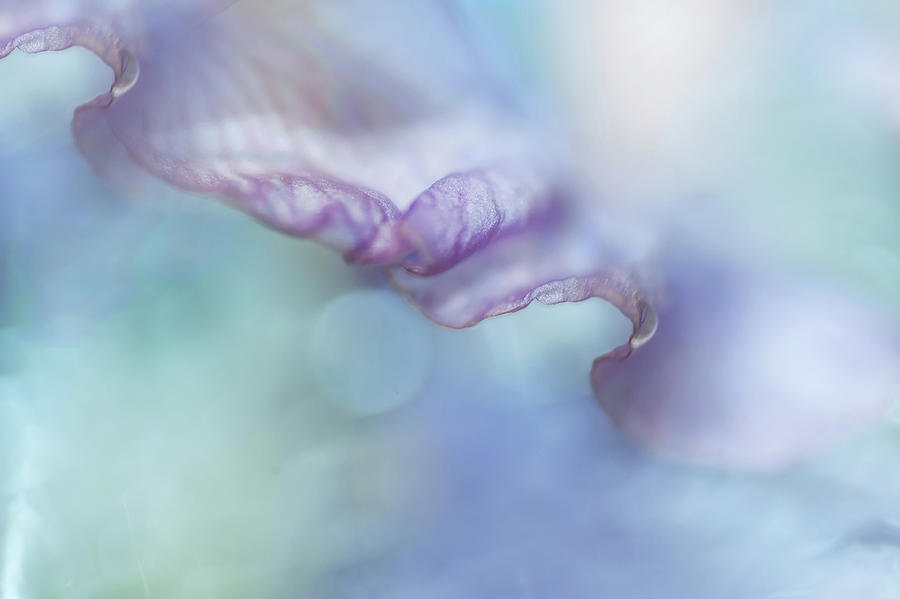 Gentle Curves 1. Iris Macro Photograph by Jenny Rainbow