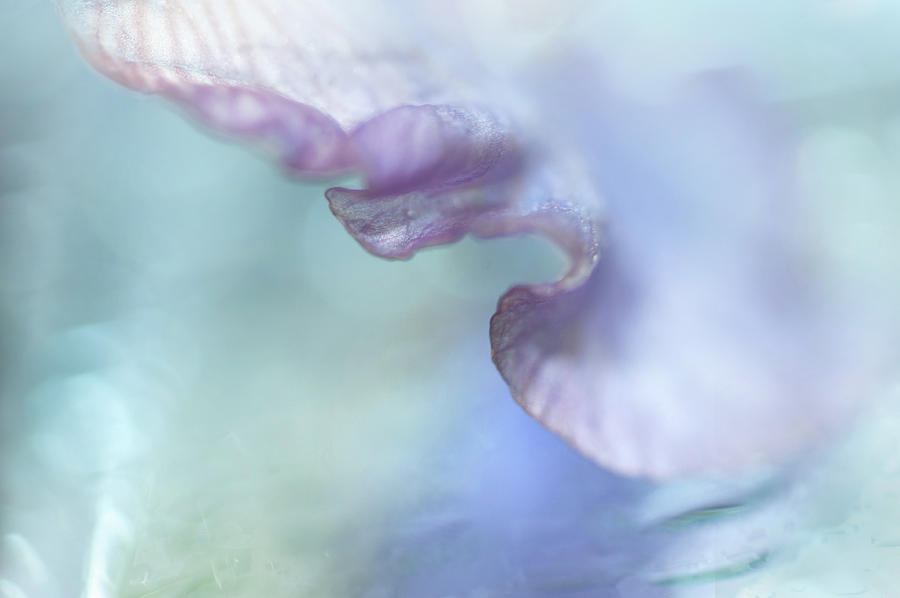 Gentle Curves. Iris Macro Photograph by Jenny Rainbow