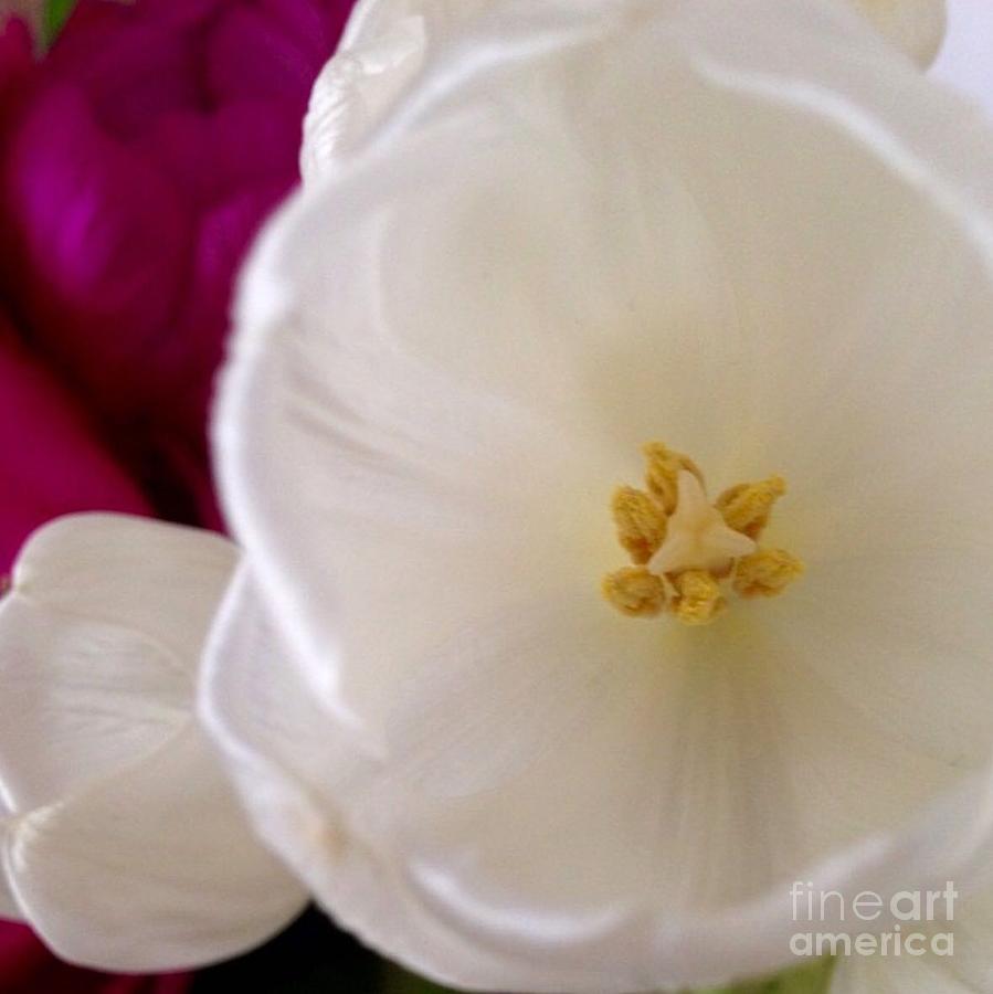 Gentle Photograph by Denise Railey Gentle Photograph by Denise Railey