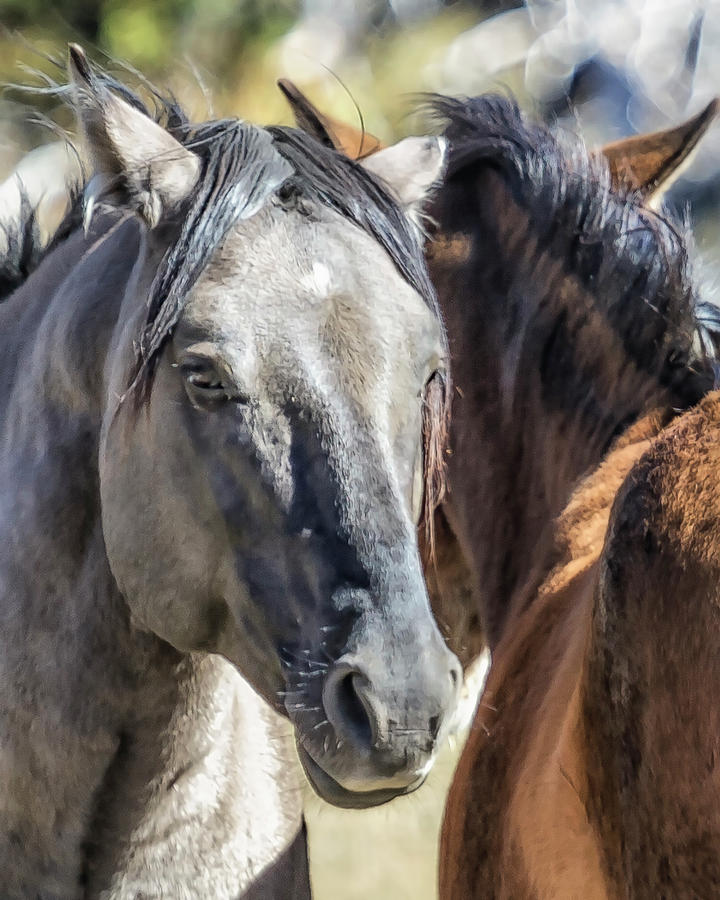 Gentle Face of a Wild Horse Photograph by Belinda Greb