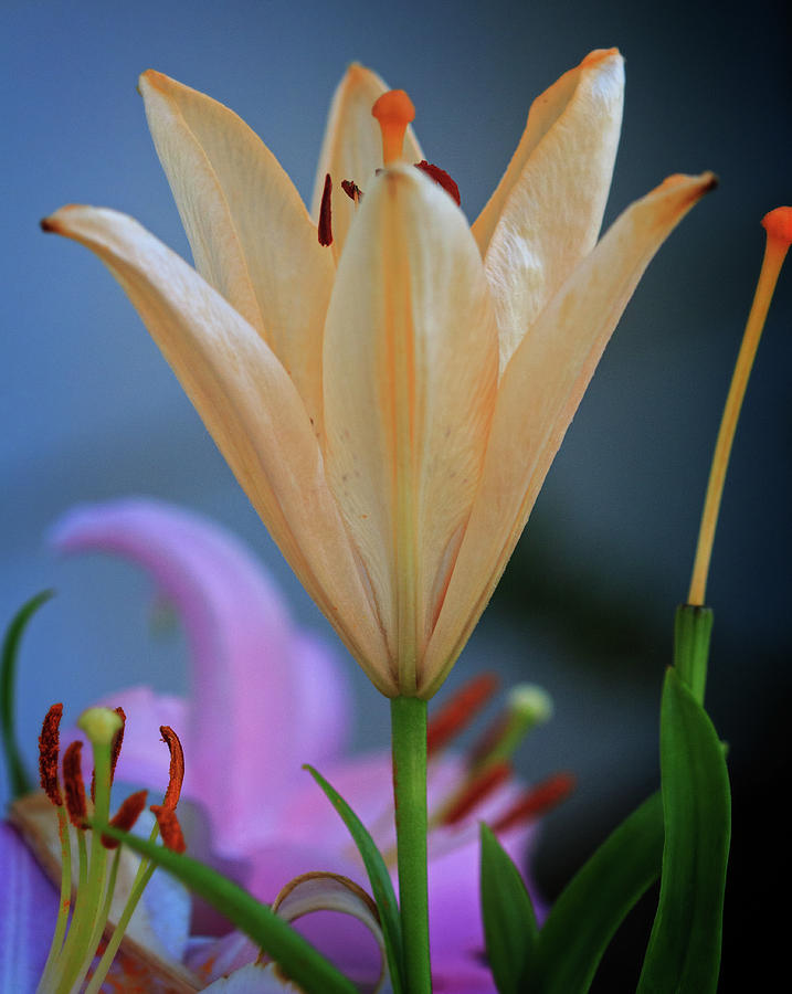 Gentle Flower Photograph by Robert Pilkington
