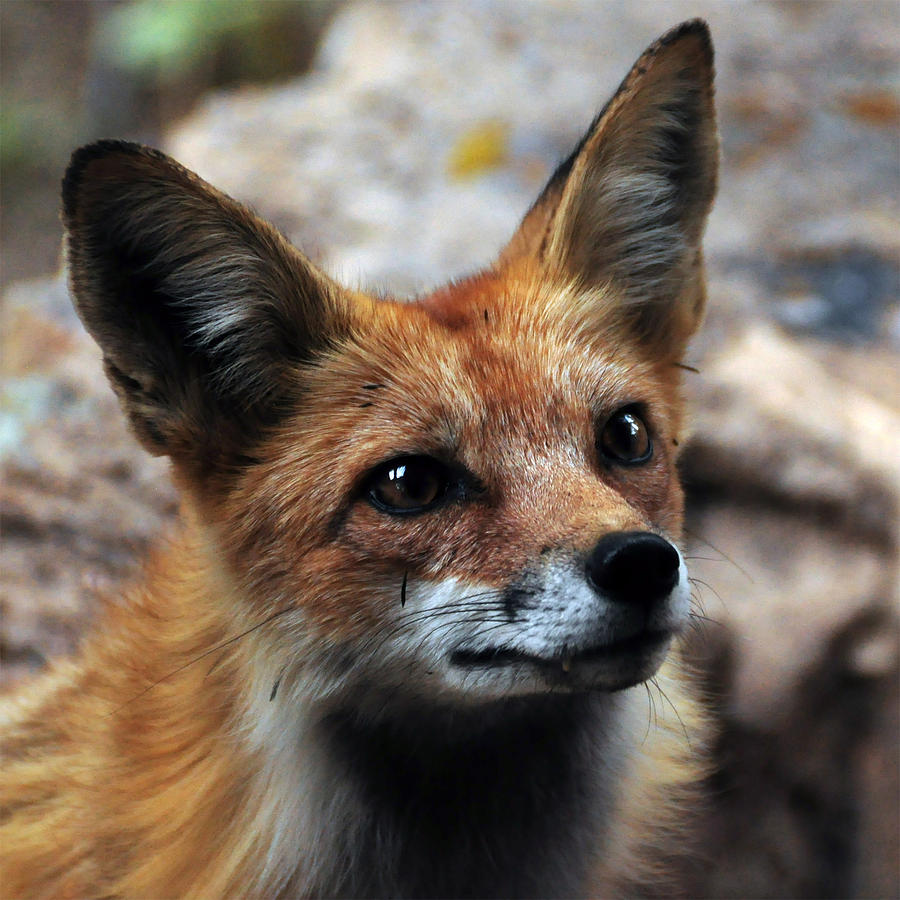 Gentle Fox Photograph by Stevyn Llewellyn