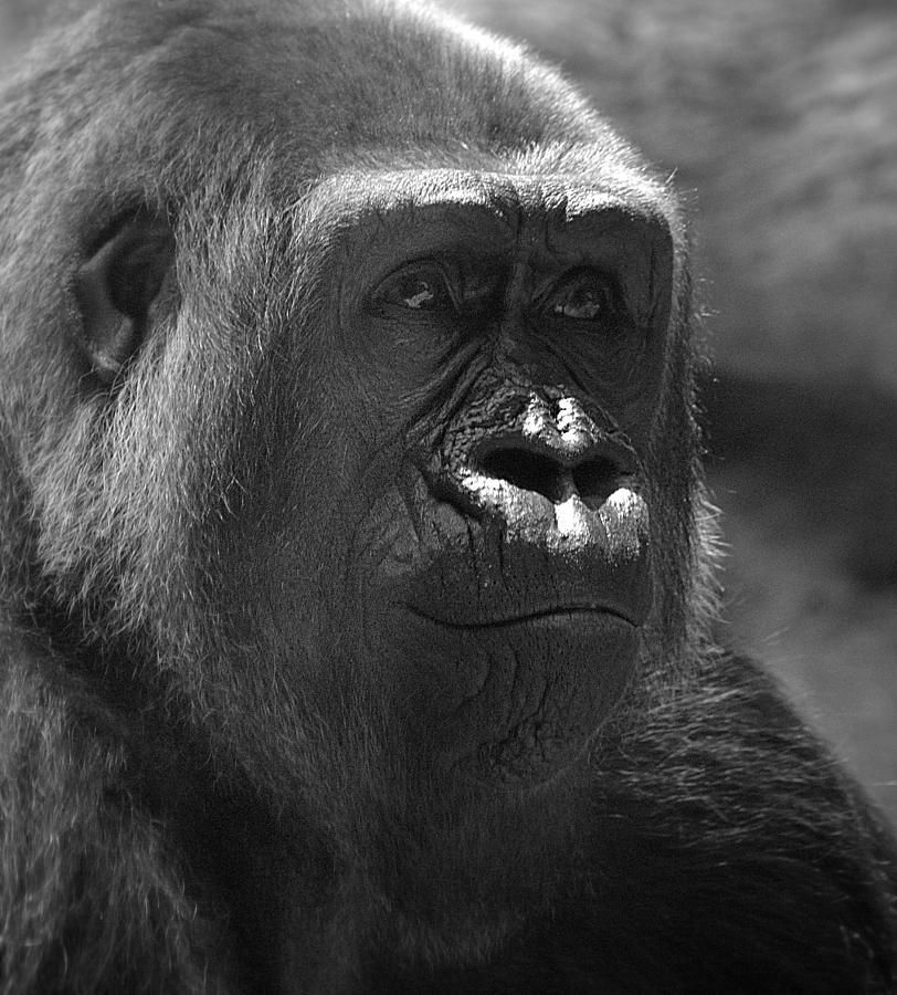 Gentle Gorilla Photograph by Lori Seaman