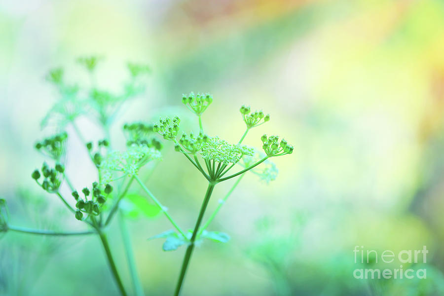 Gentle green flowers Photograph by Anna Om