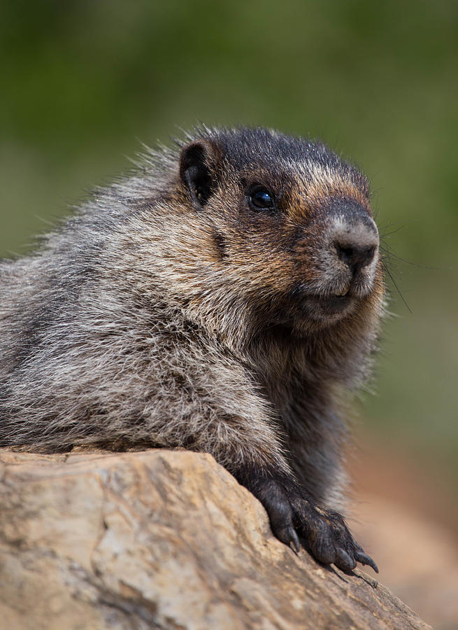 Gentle Hoary Marmot Photograph by J and j Imagery - Fine Art America