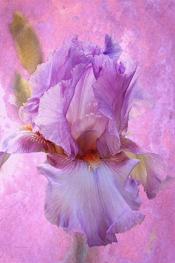 Gentle Lavender Iris Photograph by Phyllis Denton