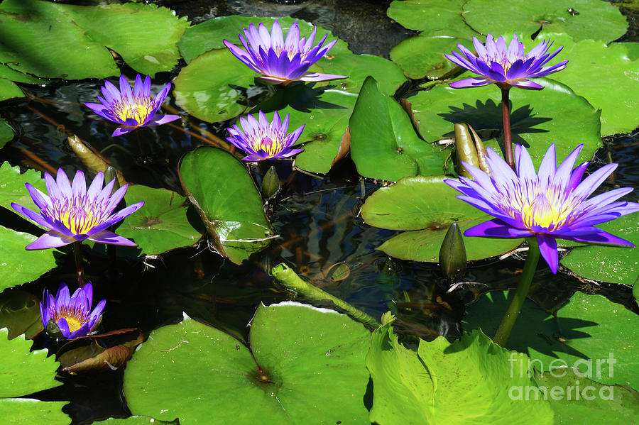 Lilac Pond