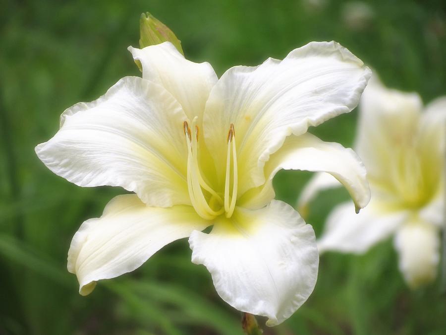 Lily Photograph - Gentle Lilies by MTBobbins Photography