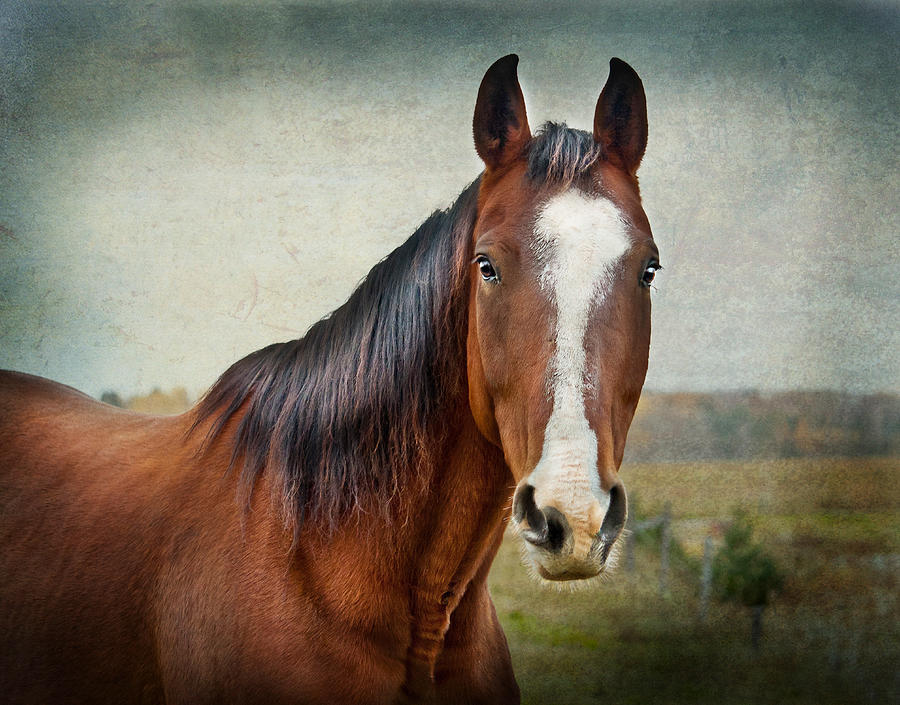 Horse Photograph - Gentle  by Maggie Terlecki