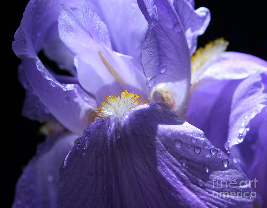 Iris Photograph - Gentle Majesty by Krissy Katsimbras