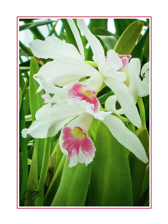 Orchid Photograph - Gentle Orchids by Darlene Smithers