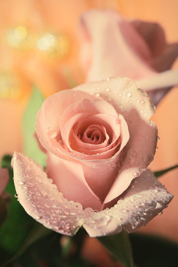 Gentle Peach Rose Photograph by Lilia S