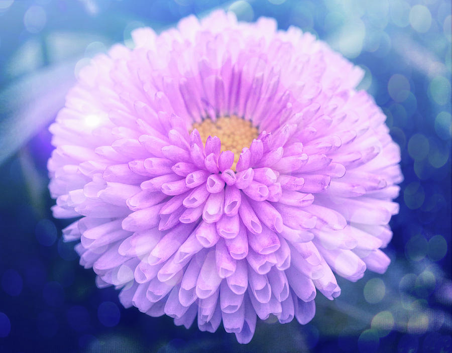Gentle PInk mums Photograph by Lilia S