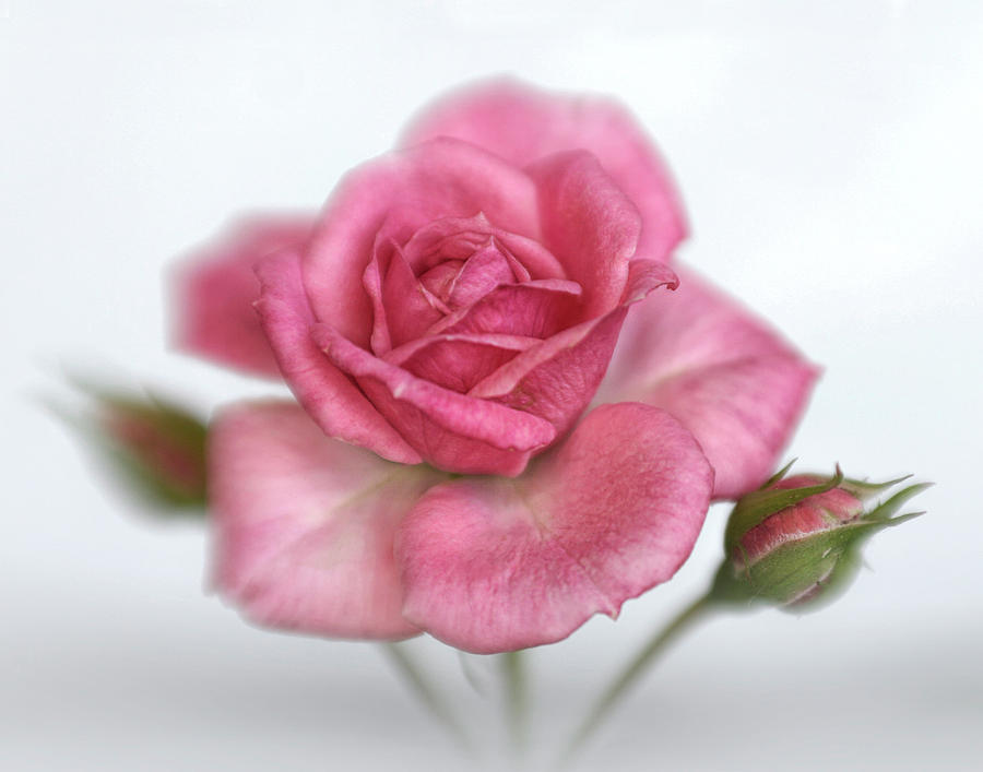 Gentle Pink Rose Photograph by David and Carol Kelly