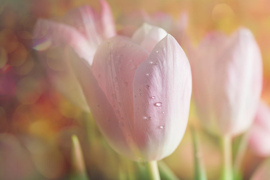 Gentle pink Tulips Photograph by Lilia S