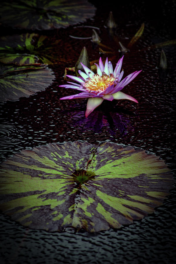 Gentle Rain on the Lily Pond 4674 H_2 Photograph by Steven Ward