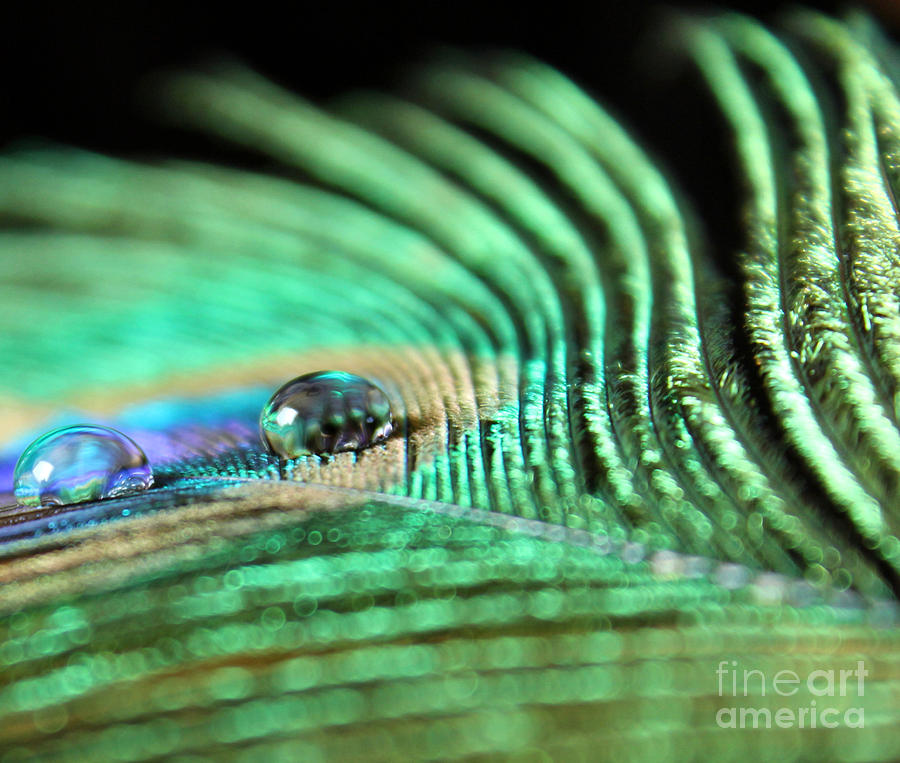 Peacock Photograph - Gentle Reflections by Krissy Katsimbras