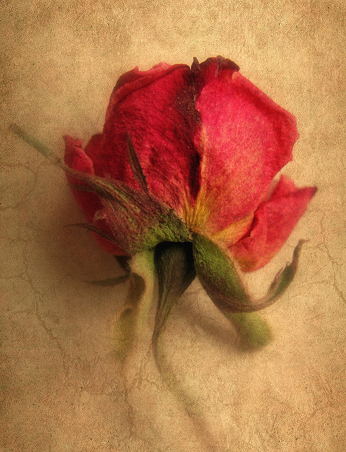 Flower Photograph - Gentle Rose by Jessica Jenney