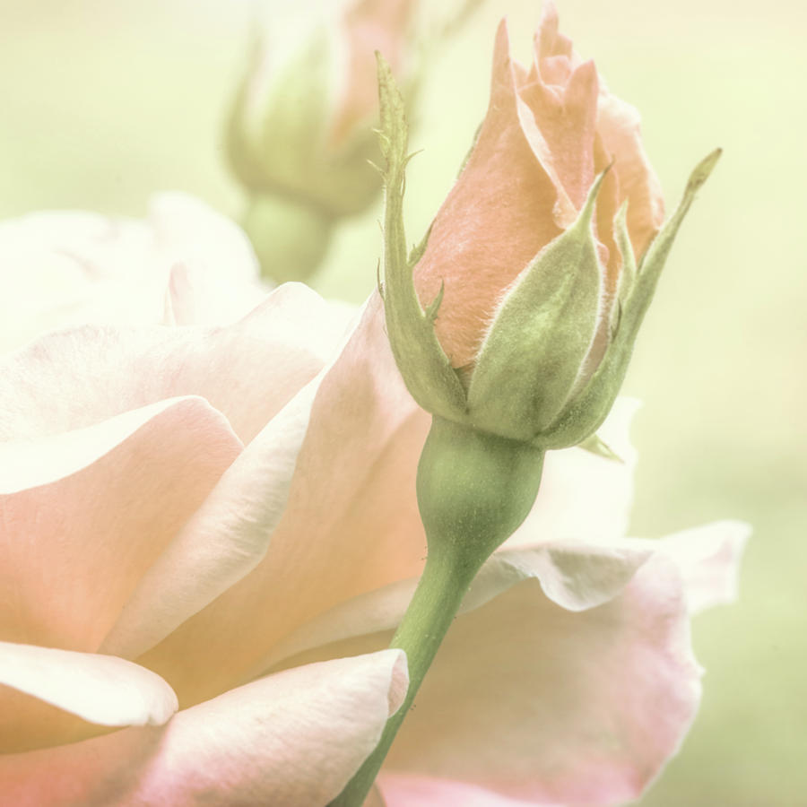 Gentle Roses Photograph by Bob Orsillo
